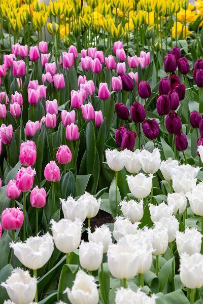 Netherlands-Holland Tulip display at Keukenhof Gardens